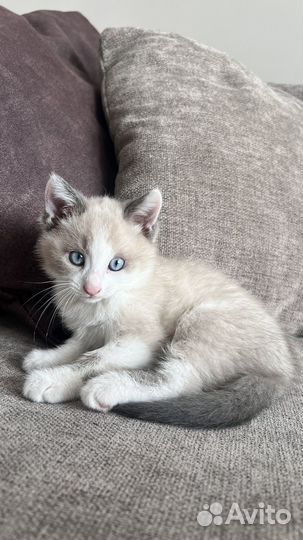 Котенок в добрые руки