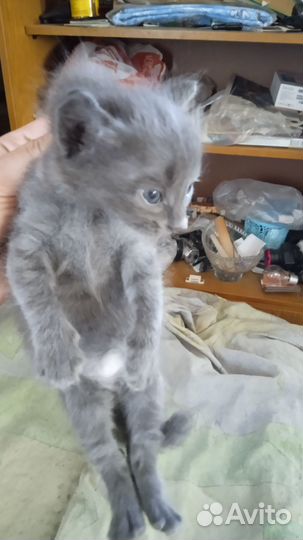 Котенок мальчик