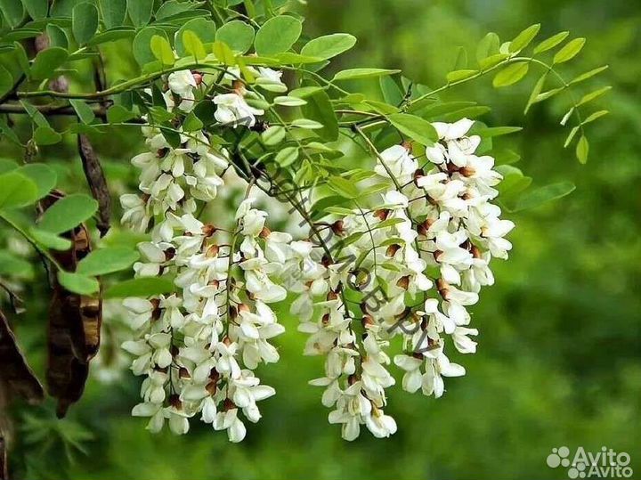 Саженцы