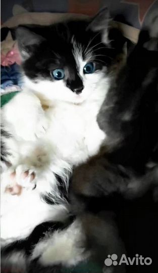 Котята счастье в дом