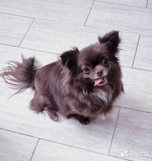 Чихуахуа девочка взрослая