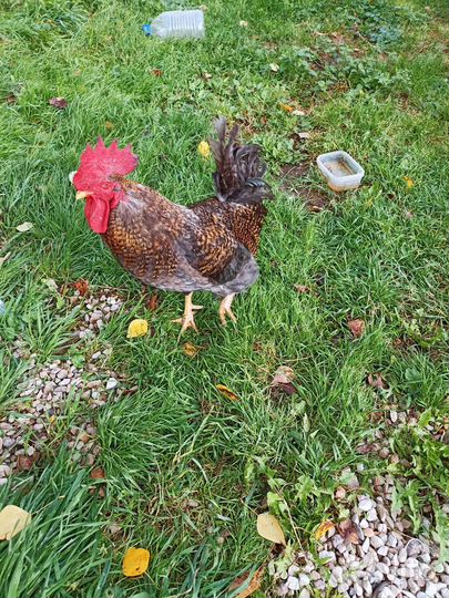 Продам петухов молодых