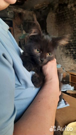 Шоколадная кошечка