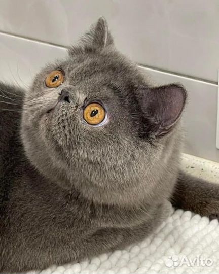 Экзотическая