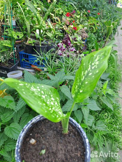 Диффенбахия