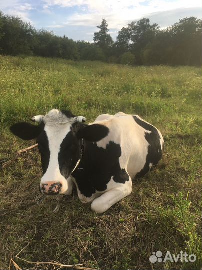 Телочка гальштынка