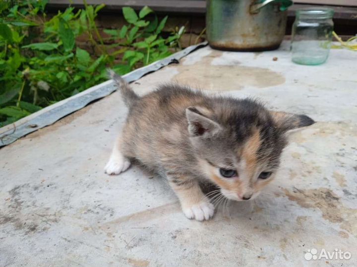Кошка в дар