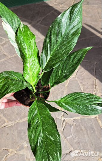 Цветы комнатные