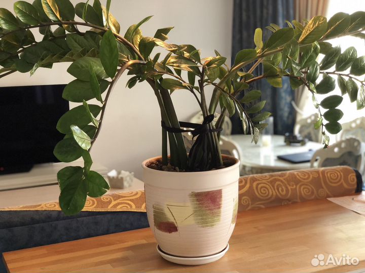 Замиокулькас Африканский