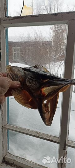 Продам голову щуки