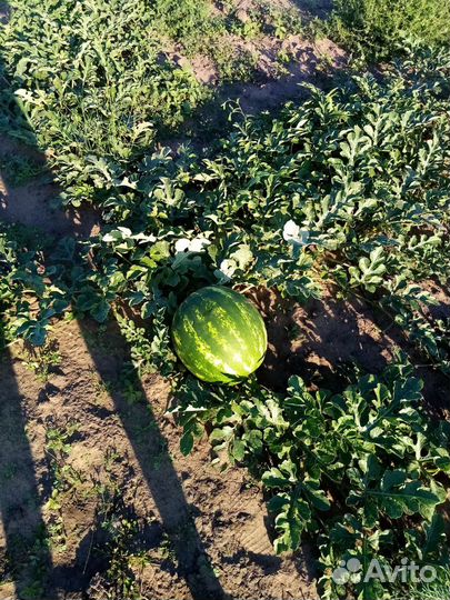 Арбузы
