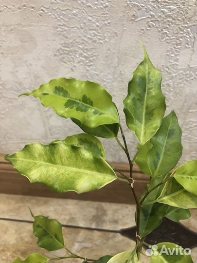 Комнатные растения цветы