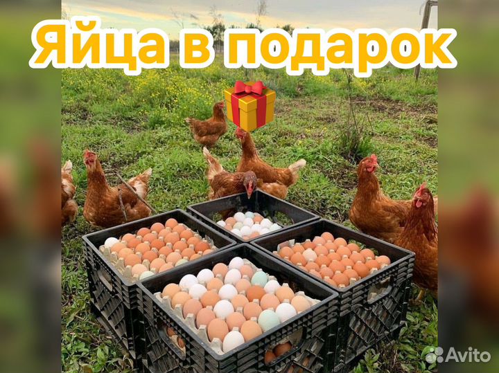 Куры несушки