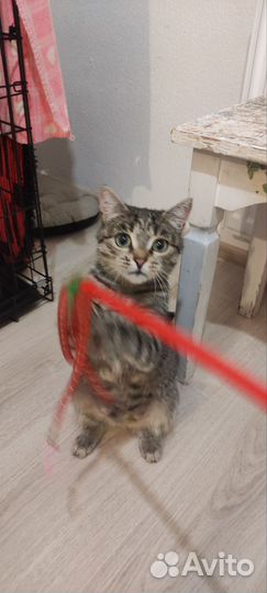 Кошка