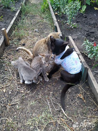Кошка в дар бесплатно