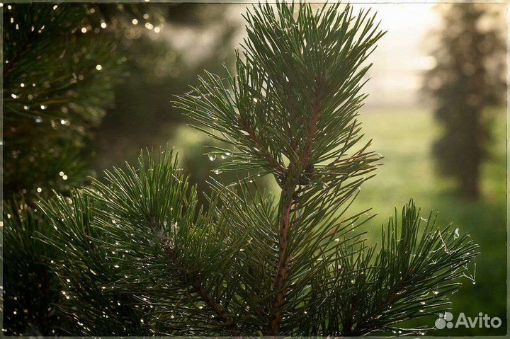 Корм для попугаев, хвоя свежая, копошилки