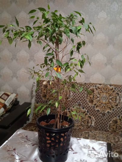 Фикус бенджамина