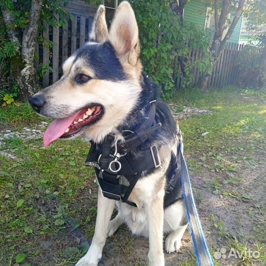 Шлейка для защиты