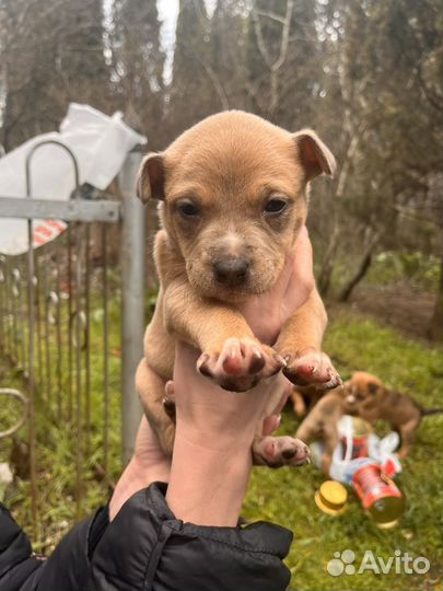 Щенки стафа