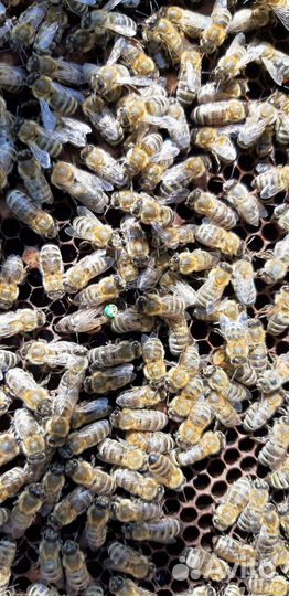 Пчелы матки плодные