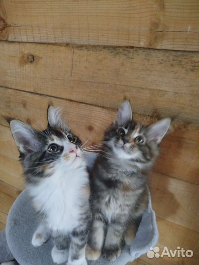 Котята мейн-кун