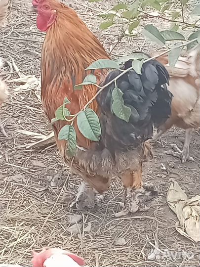 Продам молодого петуха