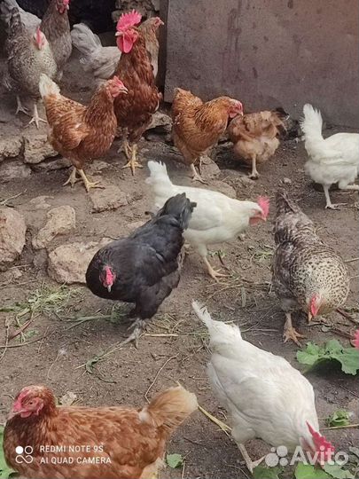 Продам курочек и петушков