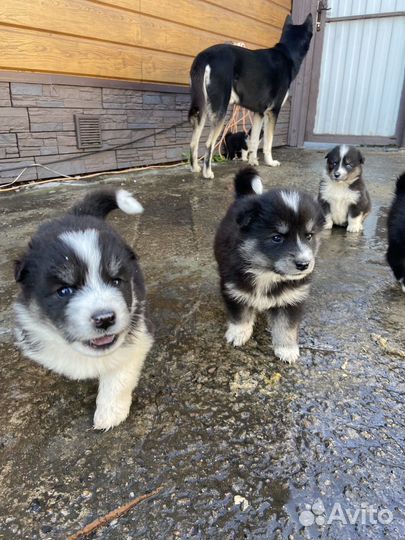 Щенки хаски