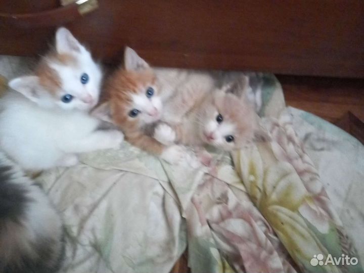 Девочка и мальчик 1 мес. В дар
