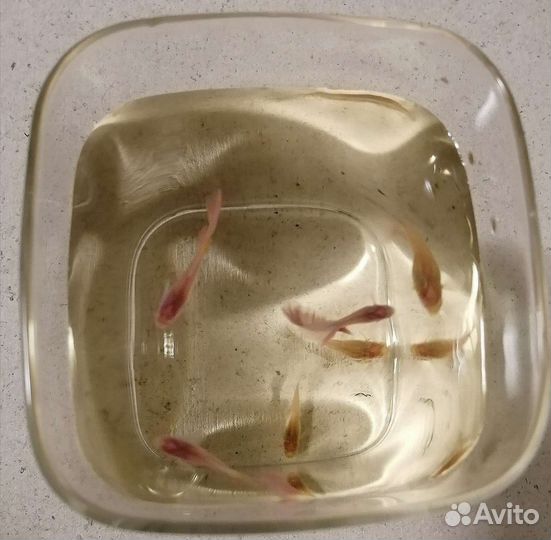 Гуппи чистая линия жемчужно-розовые альбиносы