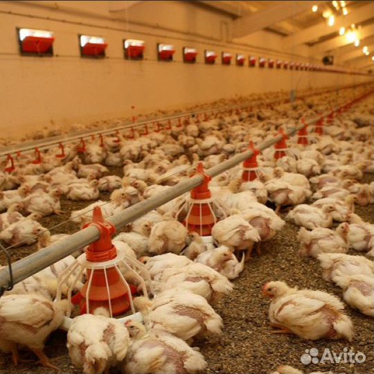 Вахта.Ловец птиц.С питанием,полной оплатой дороги