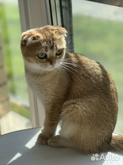 Шотландская кошечка