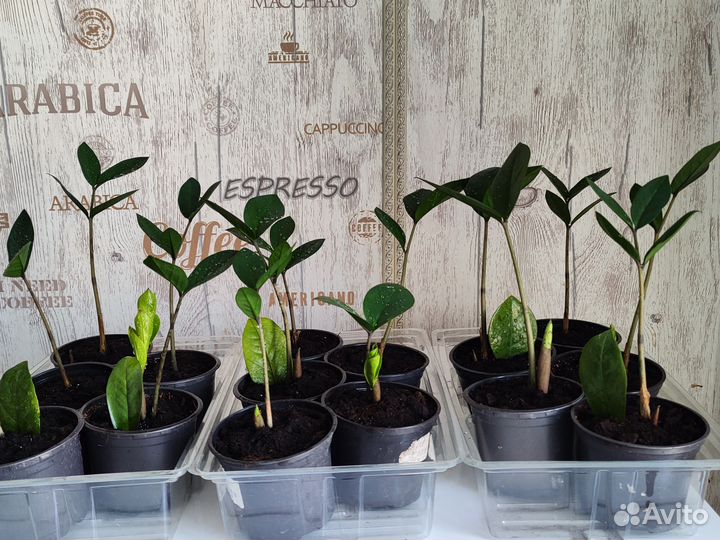 Замиокулькас