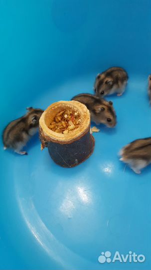 Джунгарские хомячки