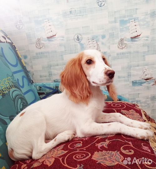 Кокер спаниель