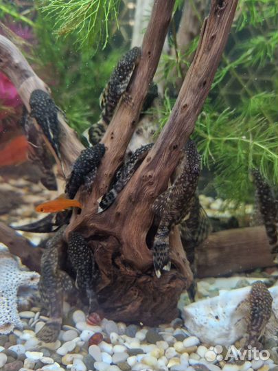 Сомики анциструсы