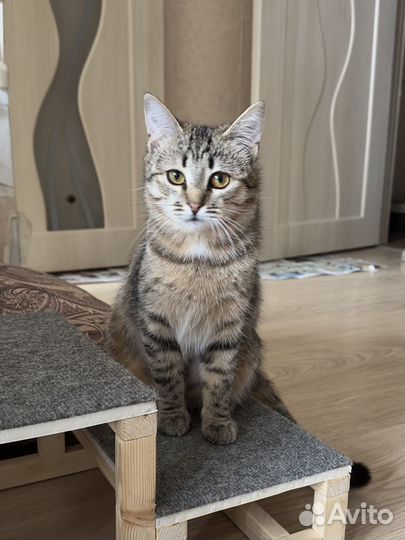 Кошка в дар 6-7 мес