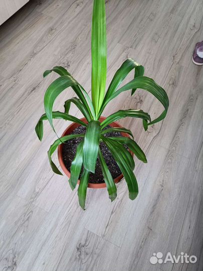 Пальма юкка