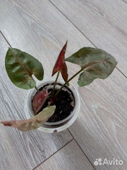 Сингониумы