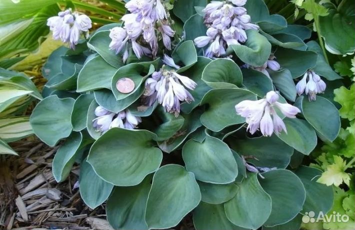 Хоста Мышиные ушки