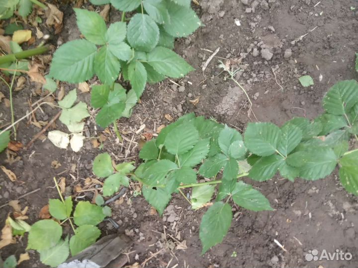 Саженцы ежевики