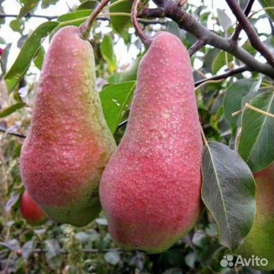 Груша Обыкновенная Яковлевская Саженцы