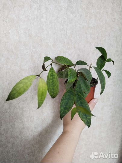 Сциндапсус Эпипремнум