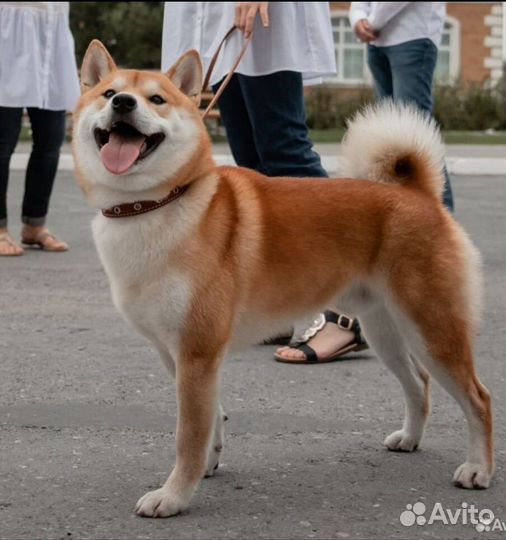 Щенки сиба (шиба) ину с родословной