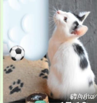 Котенок мальчик в добрые руки
