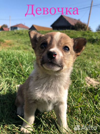 Маленькая собака в добрые руки бесплатно