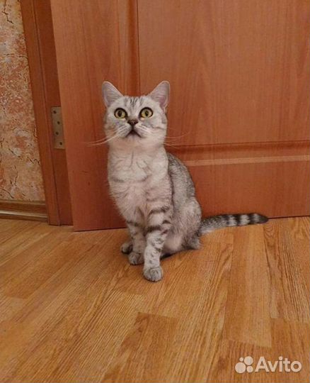 Отдам кошку