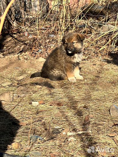 Щеночки ищут дом