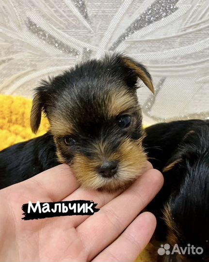Йоркширский терьер