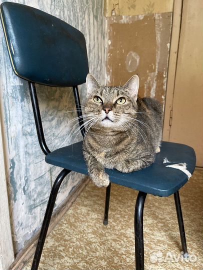 Кошка Люси